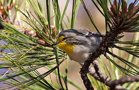 Grace's Warbler