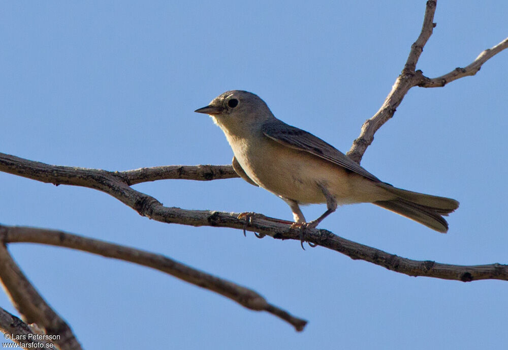 Lucy's Warbler