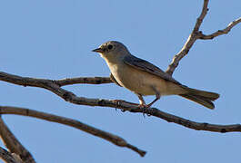 Lucy's Warbler