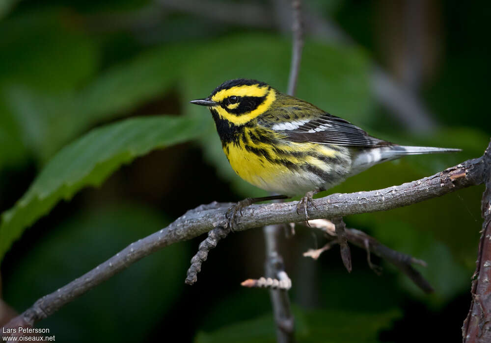 Paruline de Townsend mâle adulte, identification