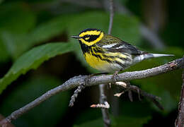 Townsend's Warbler