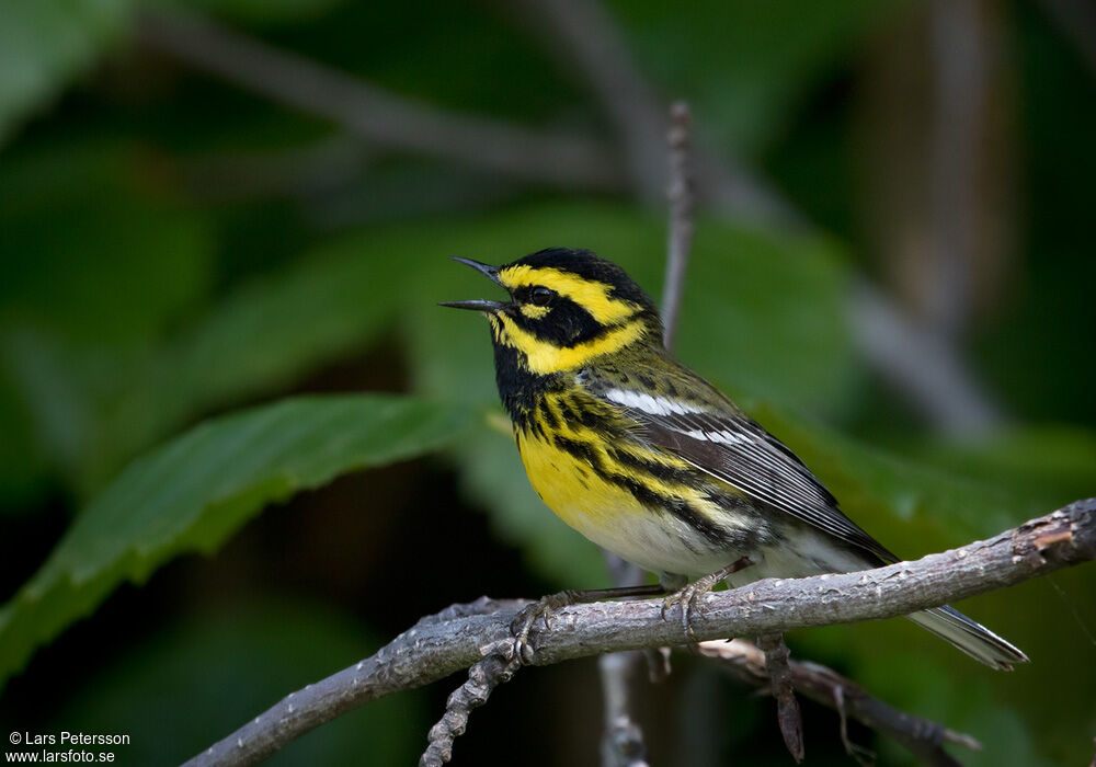 Townsend's Warbler