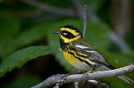 Townsend's Warbler