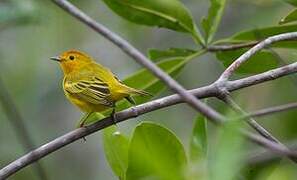 Mangrove Warbler