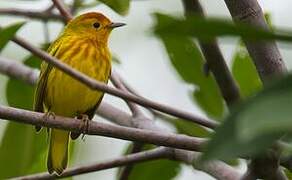 Mangrove Warbler