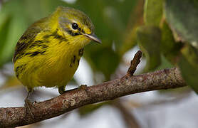 Prairie Warbler