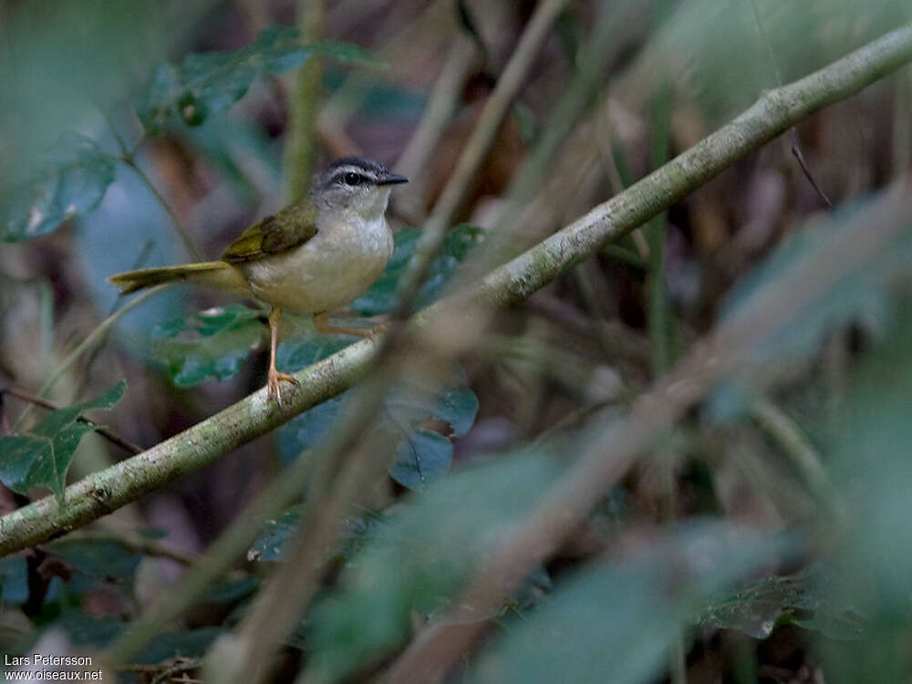 Riverbank Warbleradult