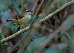 Riverbank Warbler