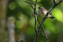 Paruline des ruisseaux