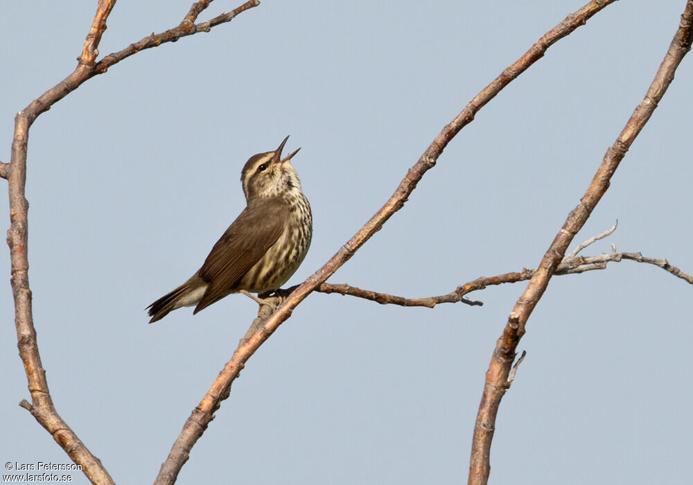 Northern Waterthrush