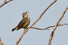 Northern Waterthrush