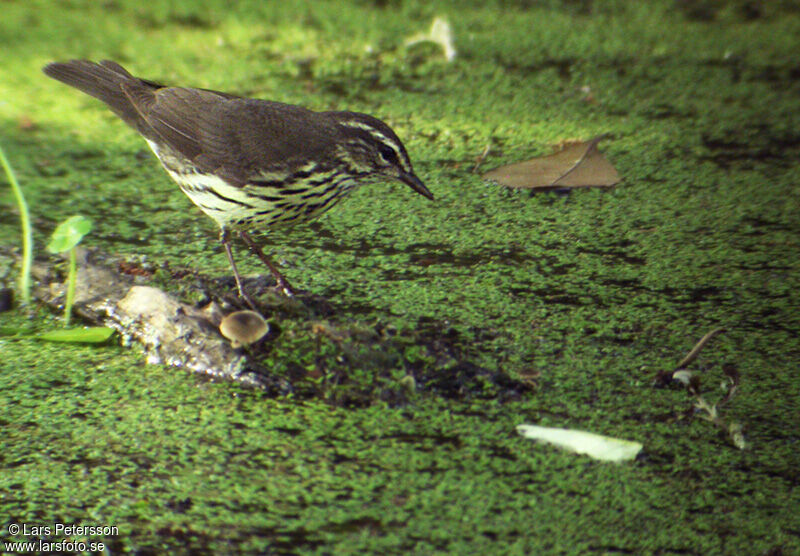 Northern Waterthrush