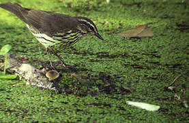 Northern Waterthrush