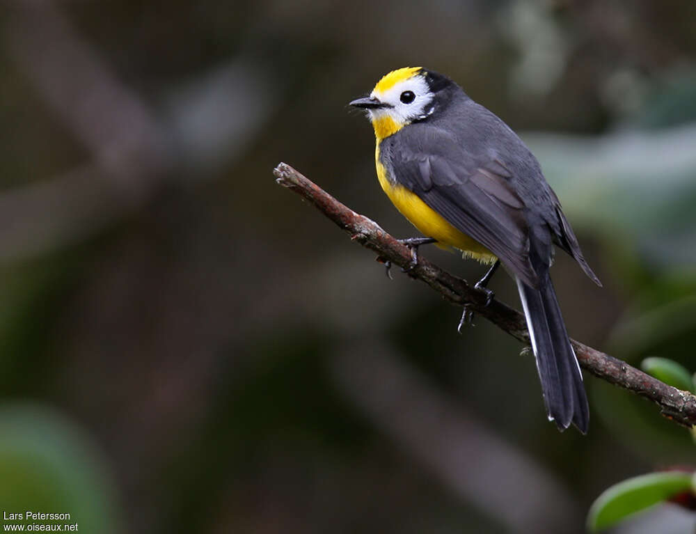 Golden-fronted Whitestartadult, identification