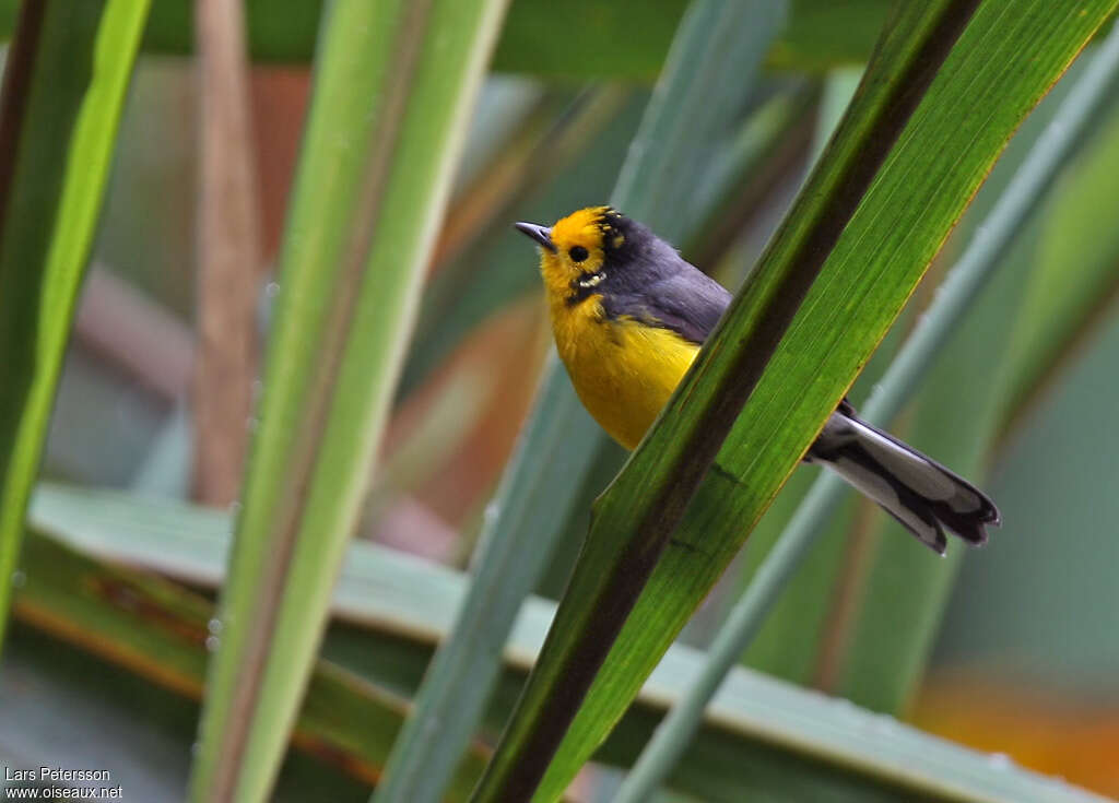 Golden-fronted Whitestartadult, habitat, pigmentation