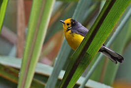 Golden-fronted Whitestart