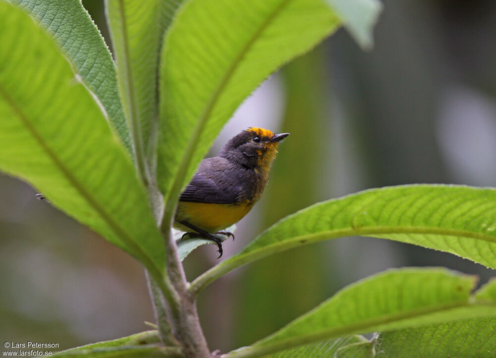 Paruline dorée