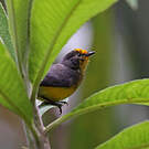 Paruline dorée