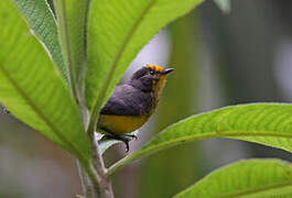 Golden-fronted Whitestart