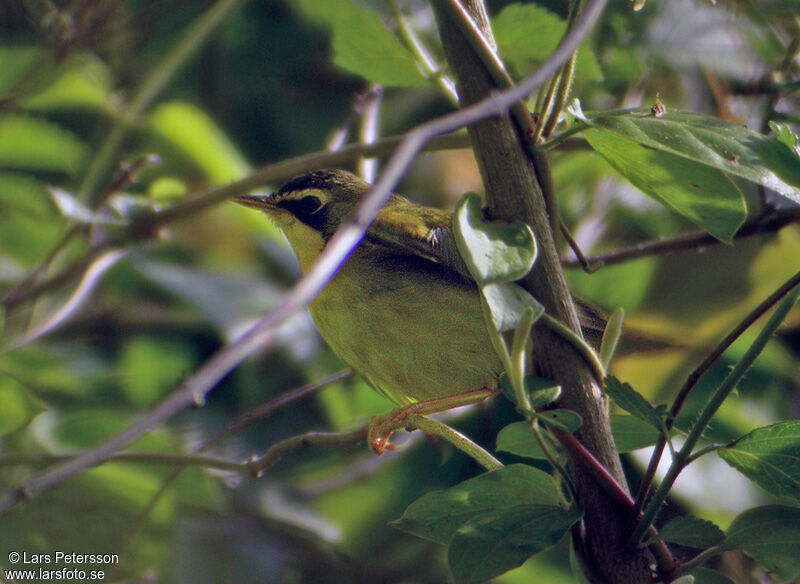 Kentucky Warbler