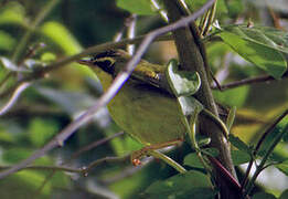 Kentucky Warbler