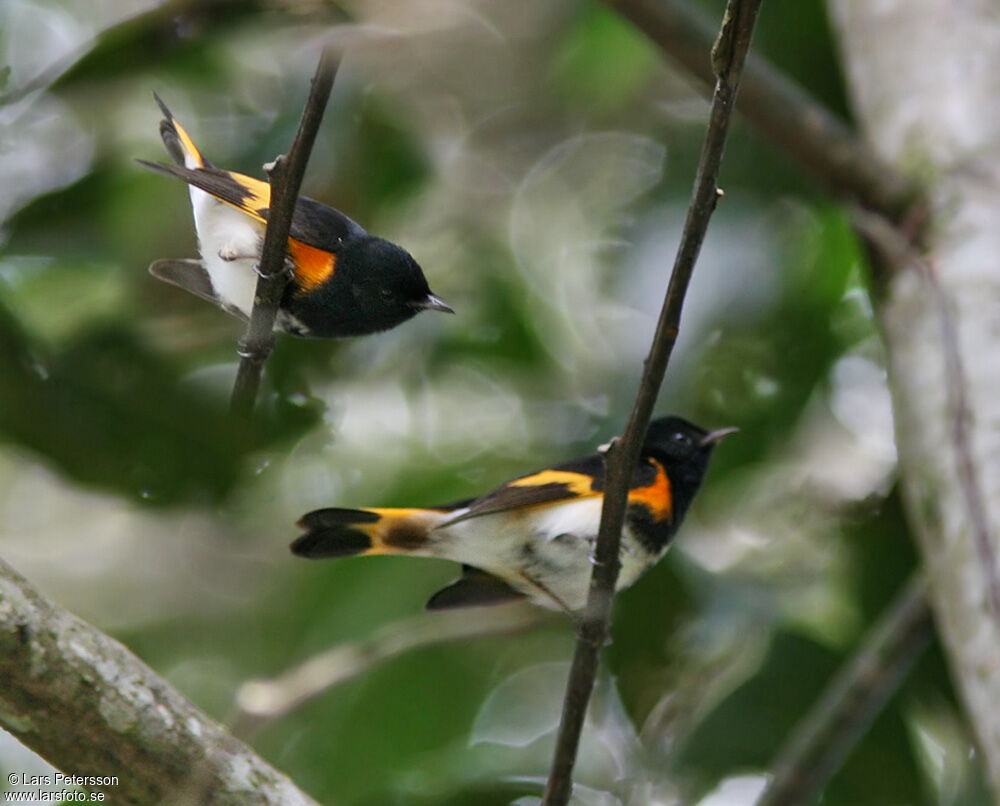 American Redstart