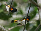 Paruline flamboyante