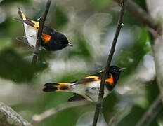 American Redstart