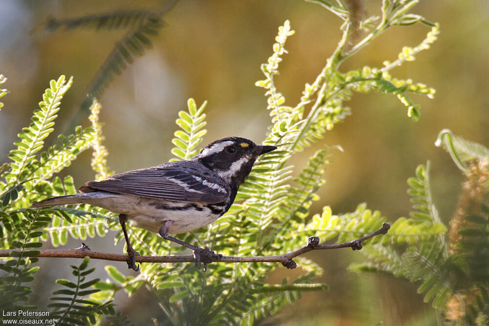 Paruline grise mâle adulte nuptial, identification