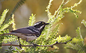 Black-throated Grey Warbler