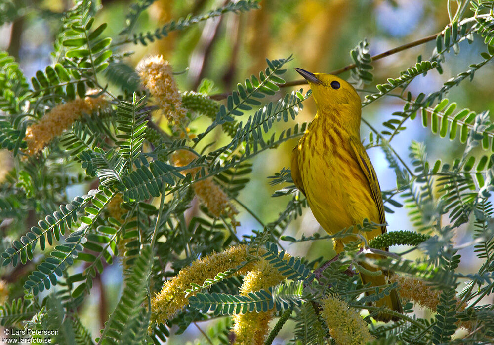 Paruline jaune