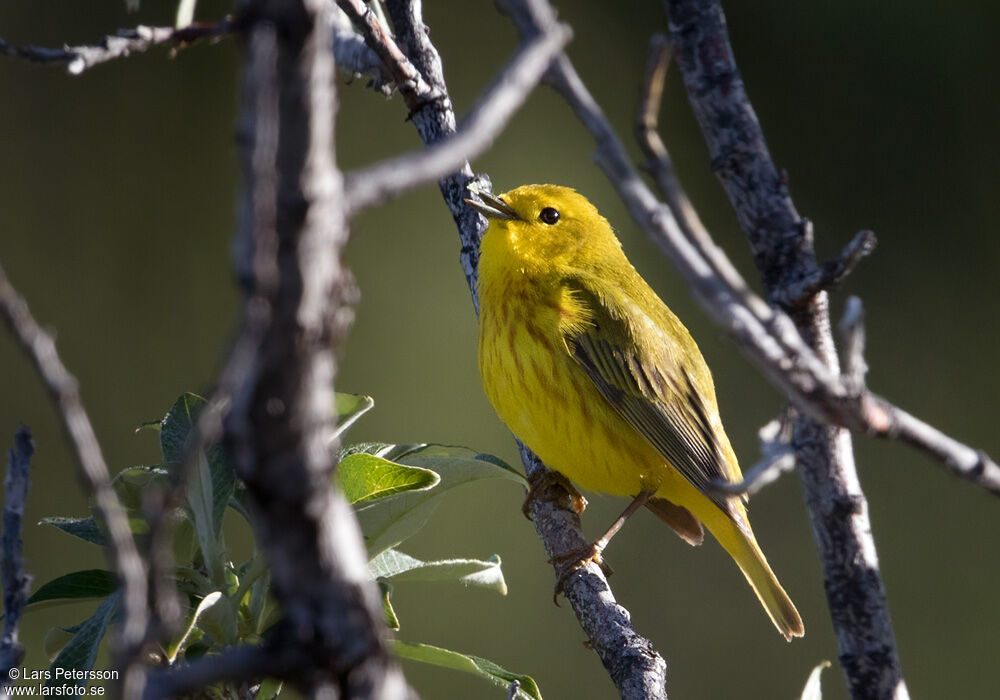 Paruline jaune