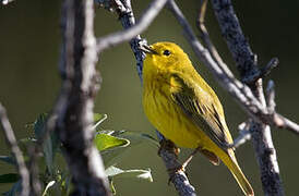 Paruline jaune