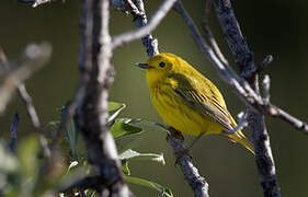 Paruline jaune