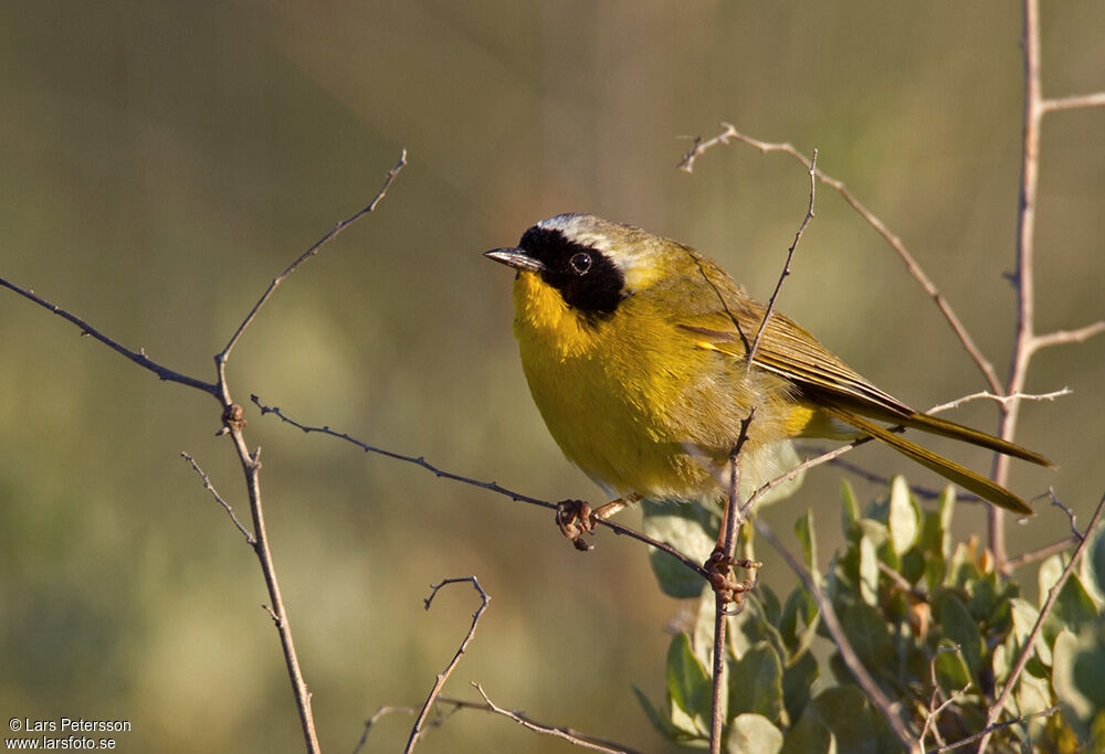 Common Yellowthroat