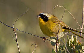 Common Yellowthroat