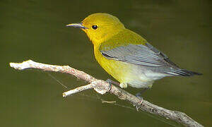 Prothonotary Warbler