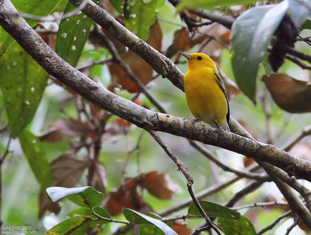 Prothonotary Warbler male adult, habitat