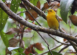 Prothonotary Warbler