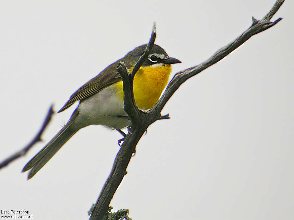 Paruline polyglotteadulte, identification