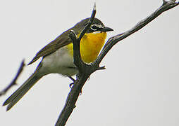 Yellow-breasted Chat