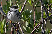 Paruline rayée