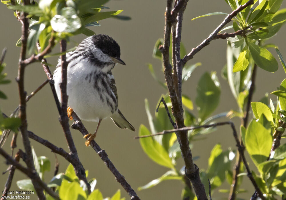 Blackpoll Warbler