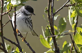 Blackpoll Warbler