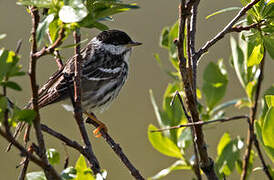 Blackpoll Warbler