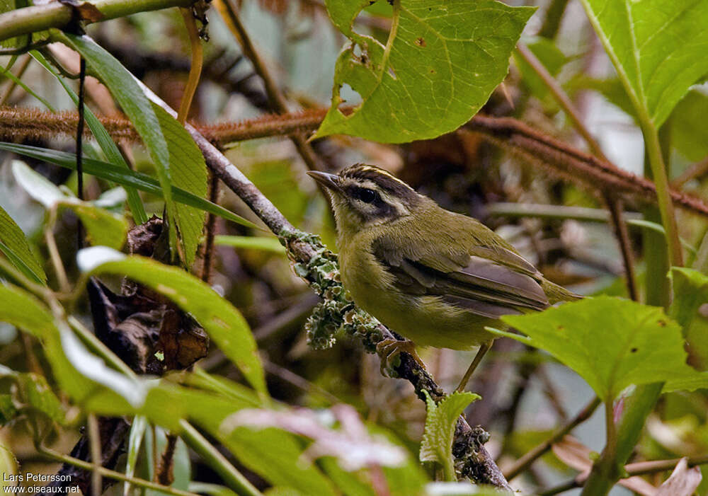 Three-striped Warbleradult