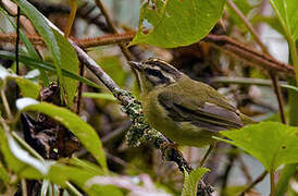 Three-striped Warbler