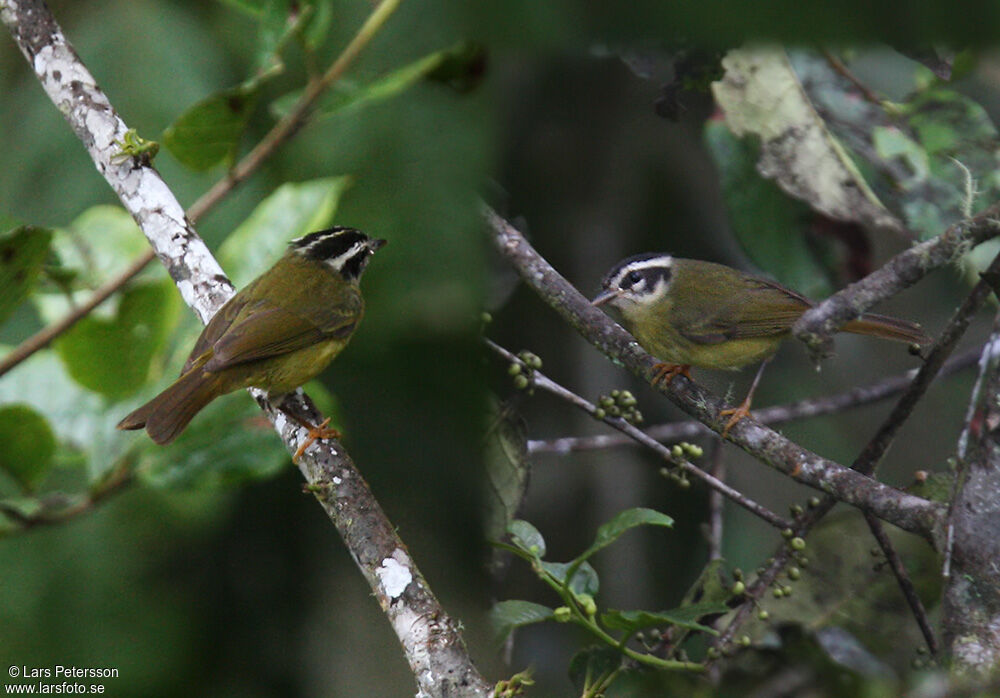 Three-striped Warbler