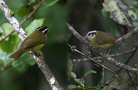 Three-striped Warbler