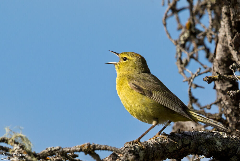 Orange-crowned Warbler